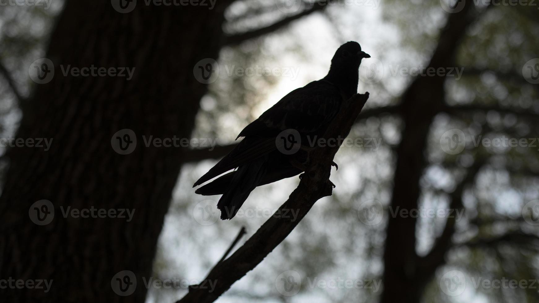 Pigeon on tree branch. Silhouette of pigeon on tree. One bird in summer. photo