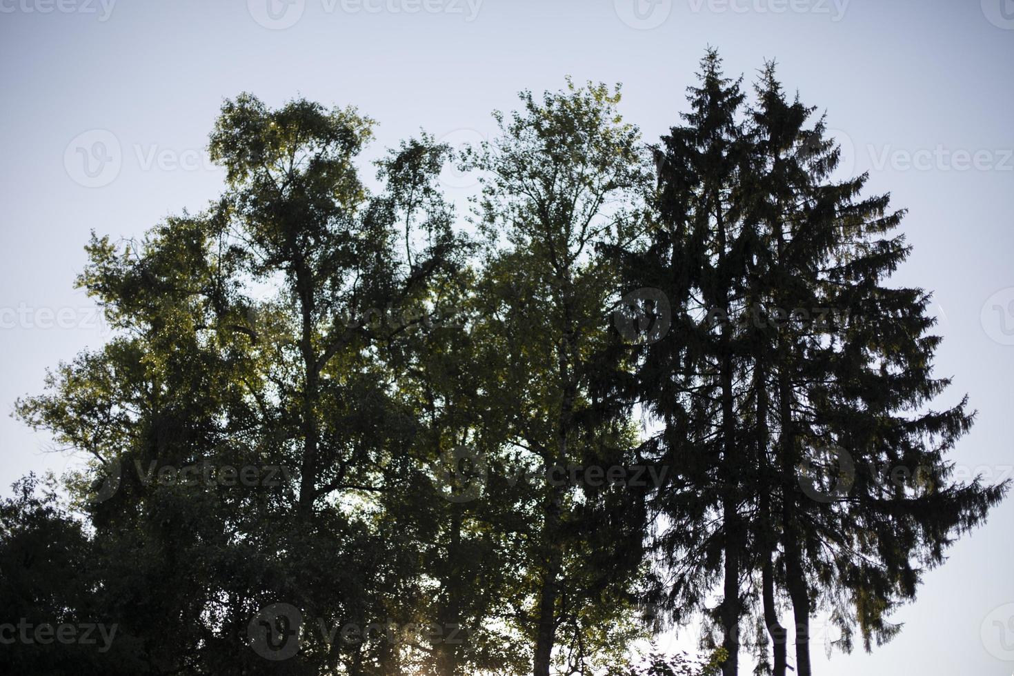 árboles contra el cielo. siluetas de plantas. troncos de árboles. extendiendo ramas. foto