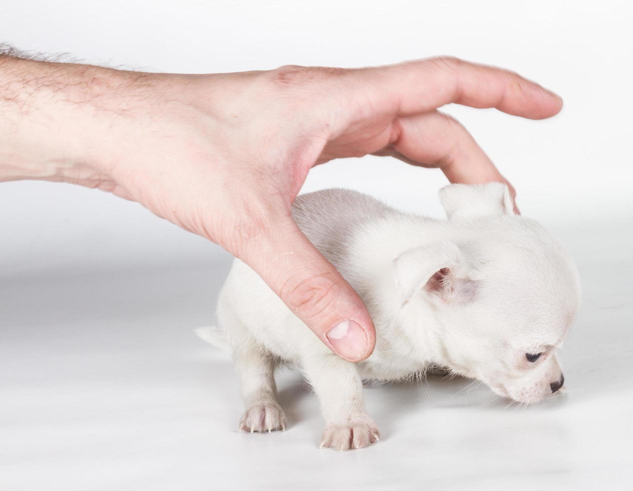 cachorro chihuahua frente a un fondo blanco foto