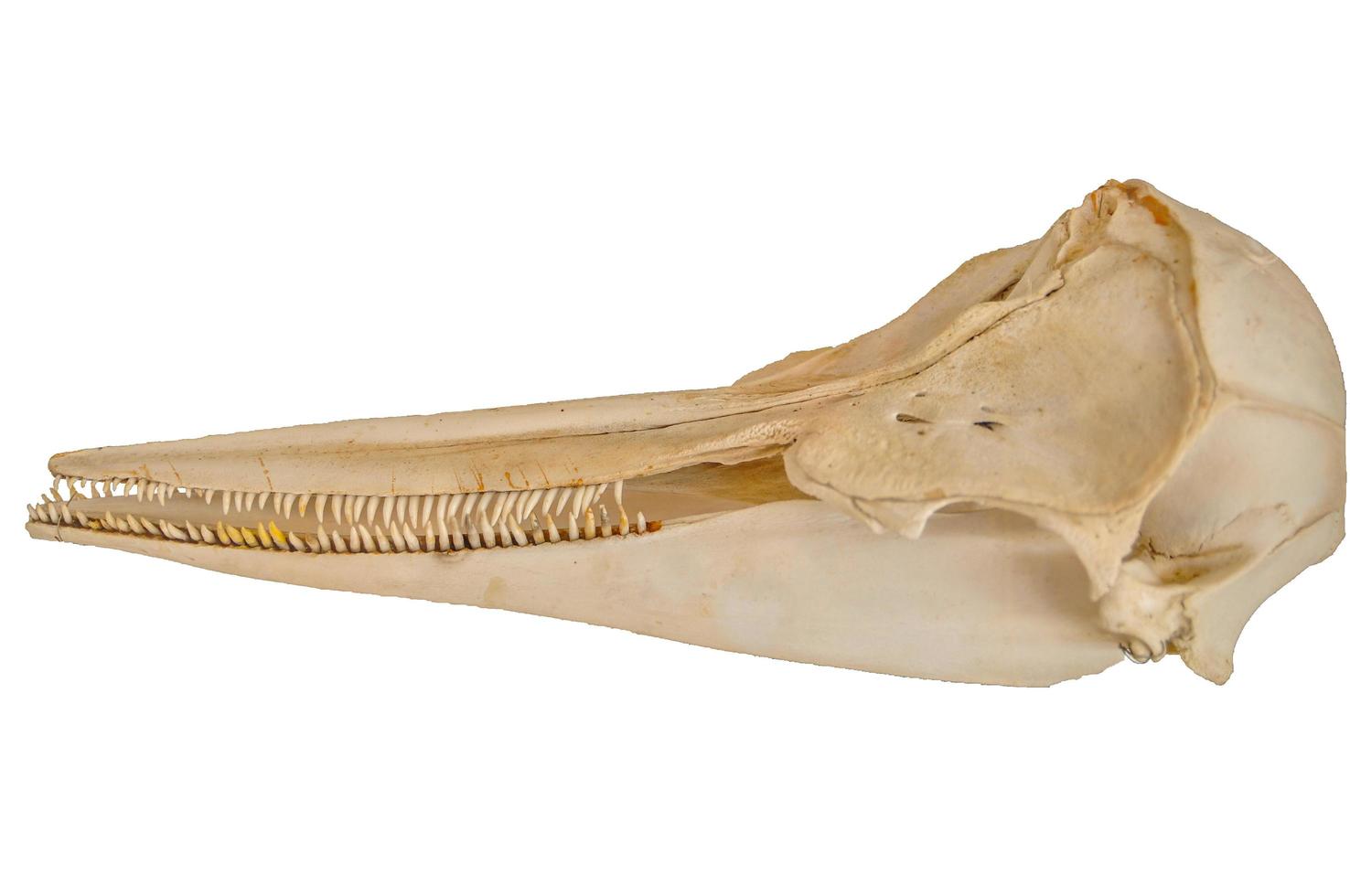 cráneo de delfín sobre fondo blanco aislado. foto