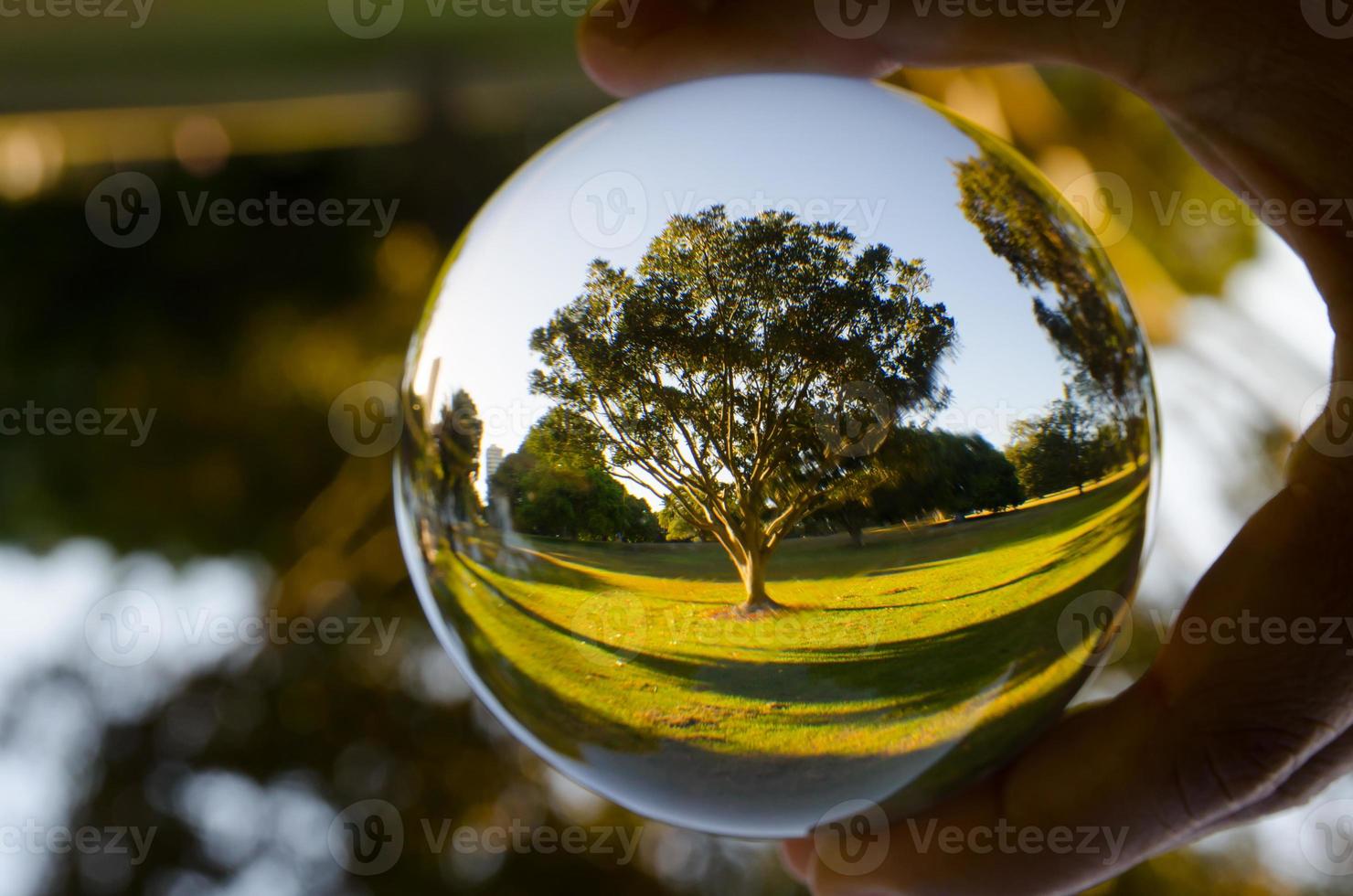 A beautiful tree photography in clear crystal glass ball. photo