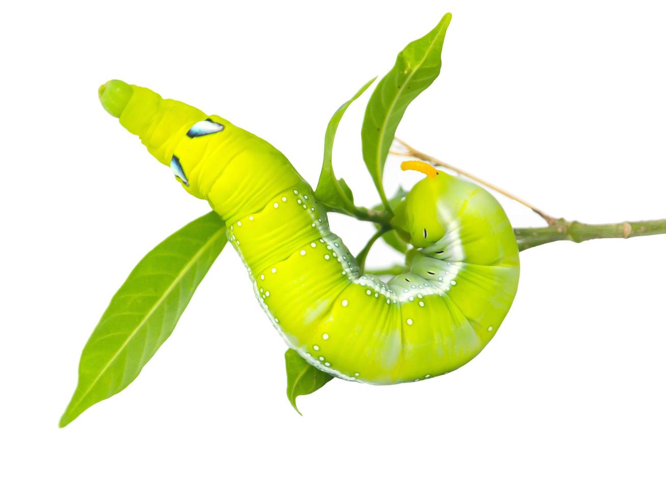 Green Caterpillar walking in close up isolated on white background. photo