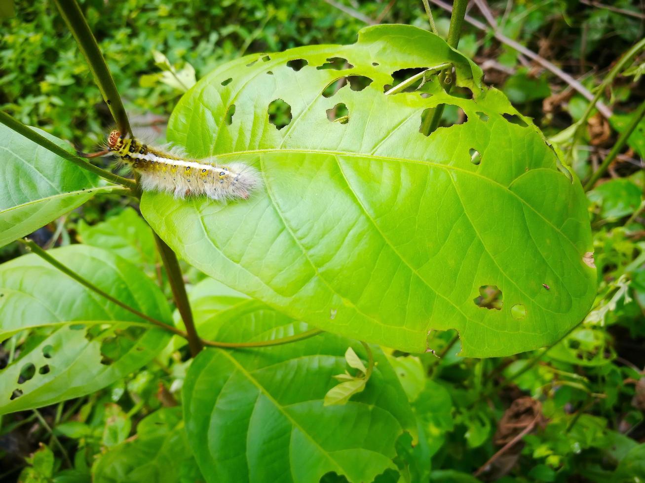 linda oruga peluda arrastrándose sobre hojas verdes. foto