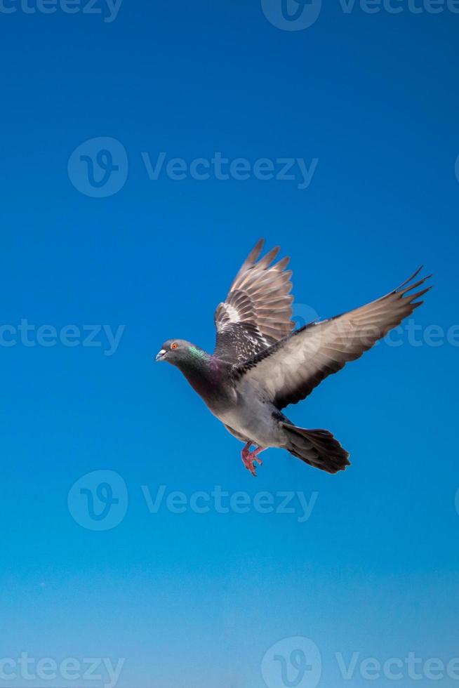 Twin pigeons flying in  air photo
