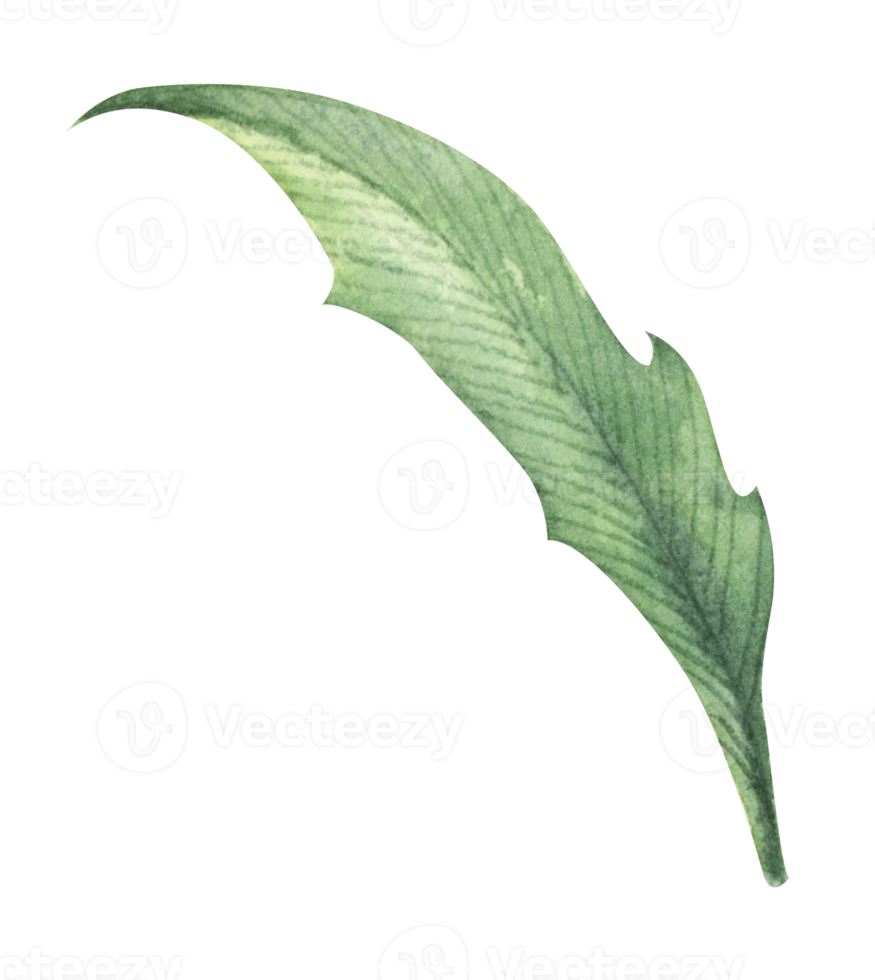 Watercolor green leaf element. png