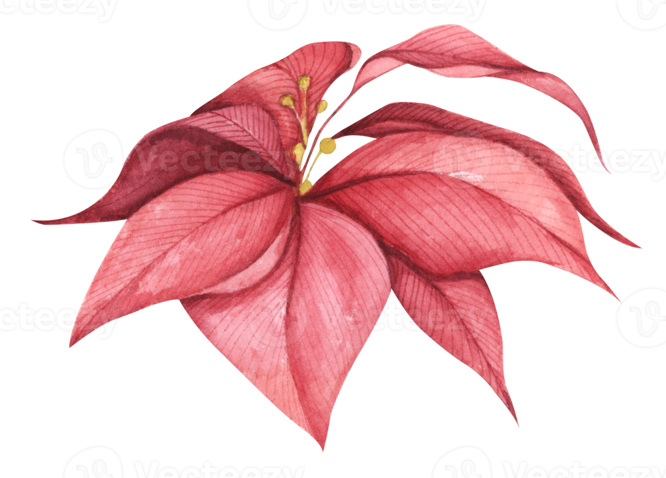 Red Christmas poinsettia flower. Watercolor illustration. Botanical illustration for design, print or background. png