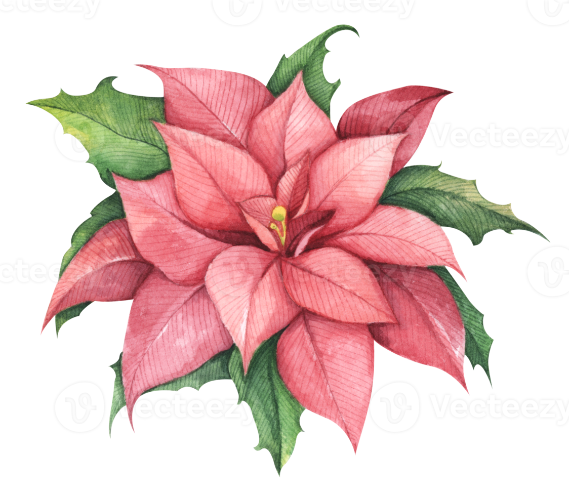 Red Christmas poinsettia flower. Watercolor illustration. Botanical illustration for design, print or background. png