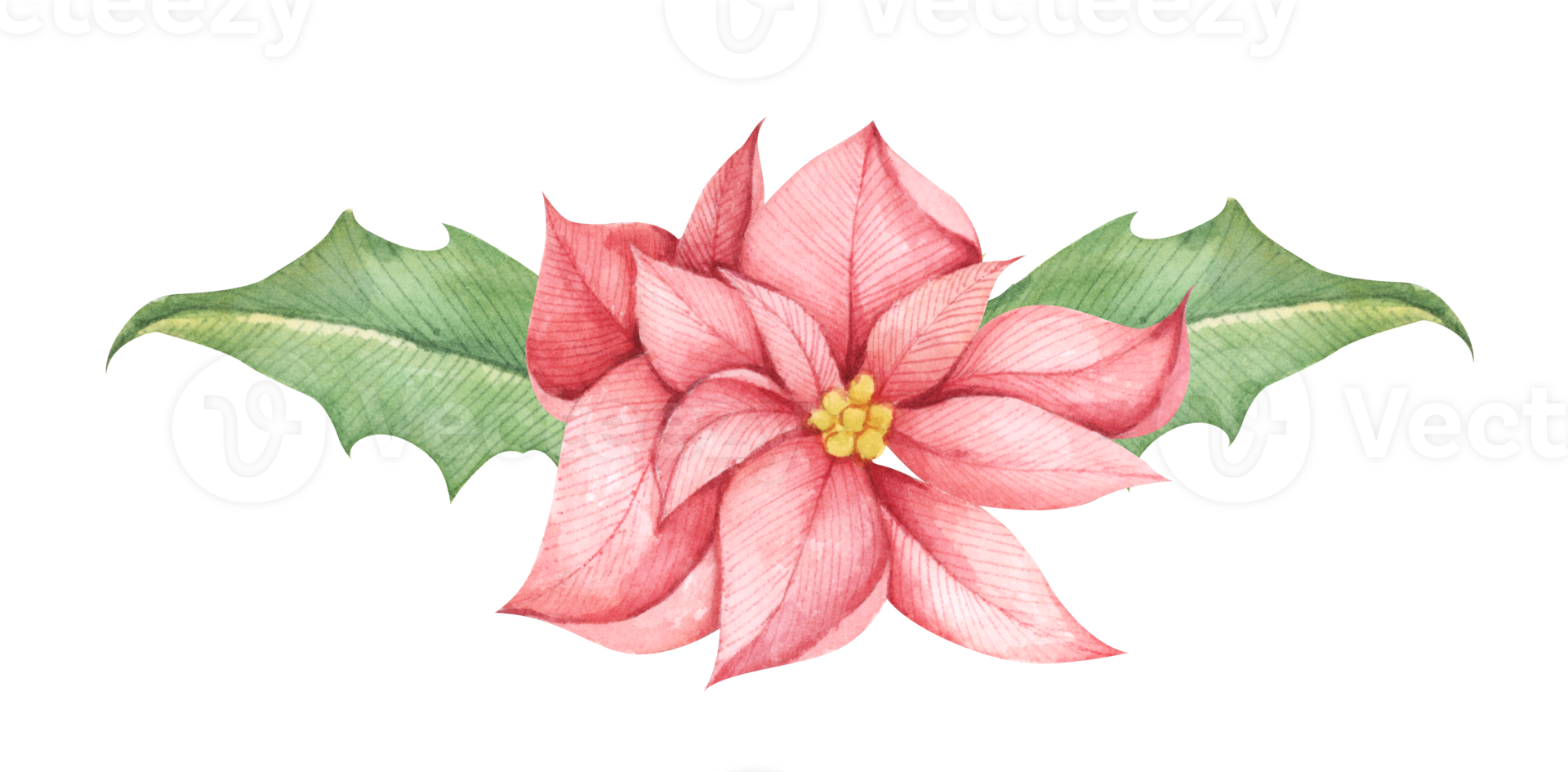 Free flor de poinsétia vermelha de natal. ilustração em aquarela.  ilustração botânica para design, impressão ou plano de fundo. 12302089 PNG  with Transparent Background