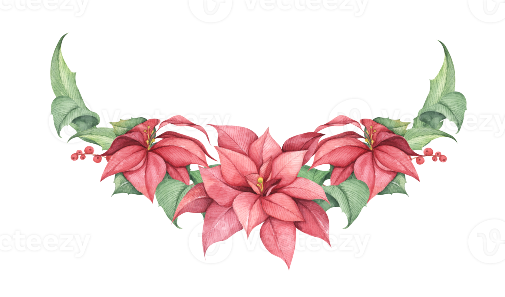 Red Christmas poinsettia flowers. Watercolor illustration. Botanical illustration for design, print or background. png