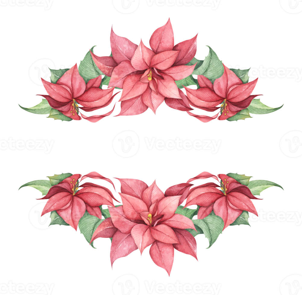 Free flores vermelhas de poinsétia de natal. ilustração em aquarela.  ilustração botânica para design, impressão ou plano de fundo. 12302092 PNG  with Transparent Background