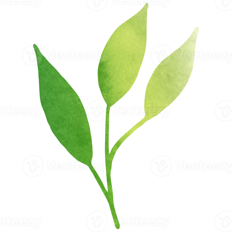 Watercolor simple green leaf. Transparent PNG clipart for design