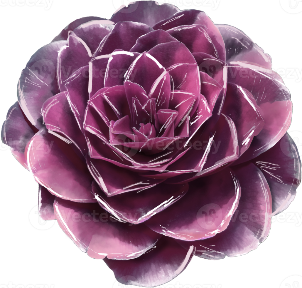 fiore su un' trasparente sfondo. camelia modello. stilizzato acquerello. png