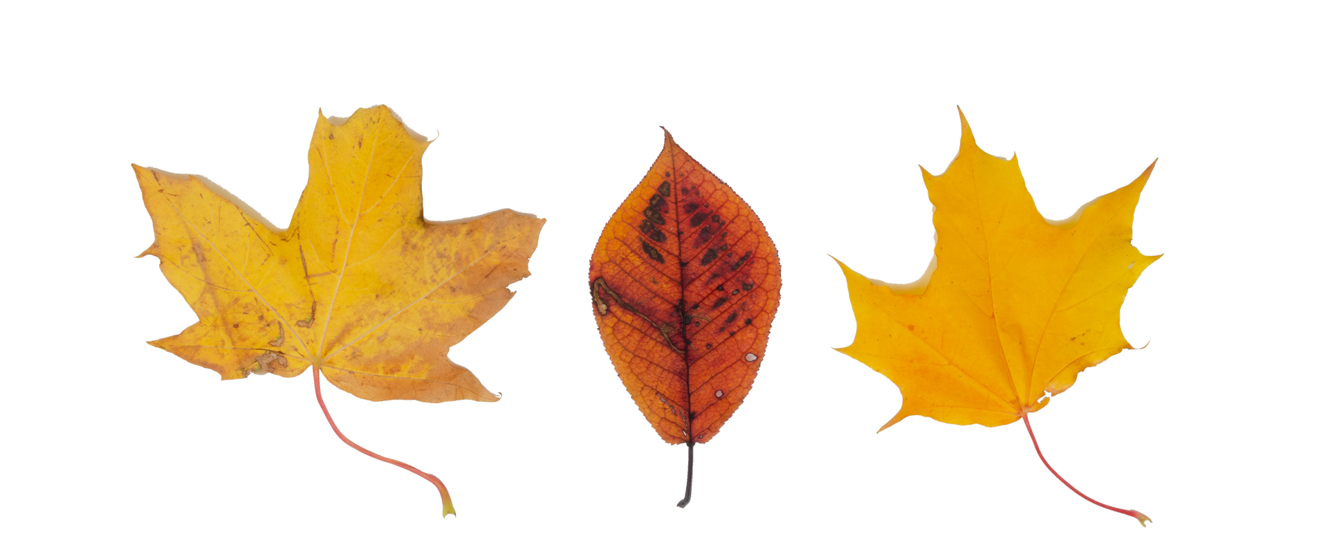 three autumn leaves isolated, banner. png