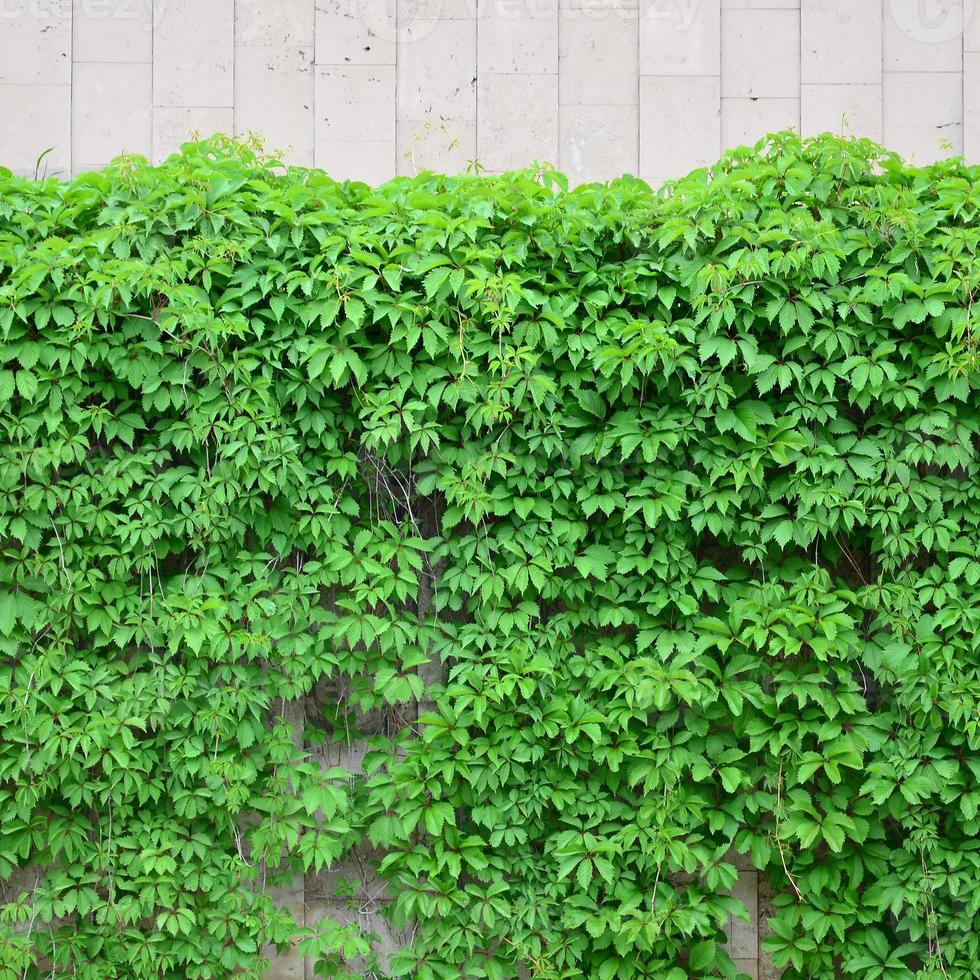 Green ivy grows along the beige wall of painted tiles. Texture of dense thickets of wild ivy photo