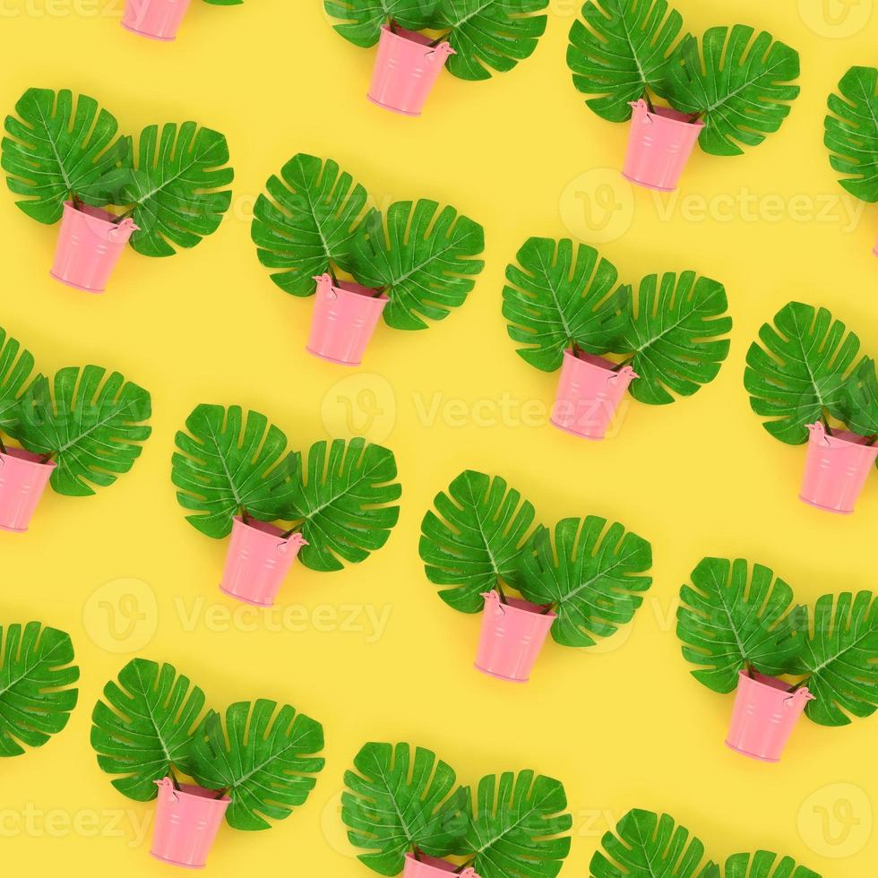 Tropical palm monstera leaves lies in a pastel pails on a colored background. Flat lay trendy minimal pattern. Top view photo
