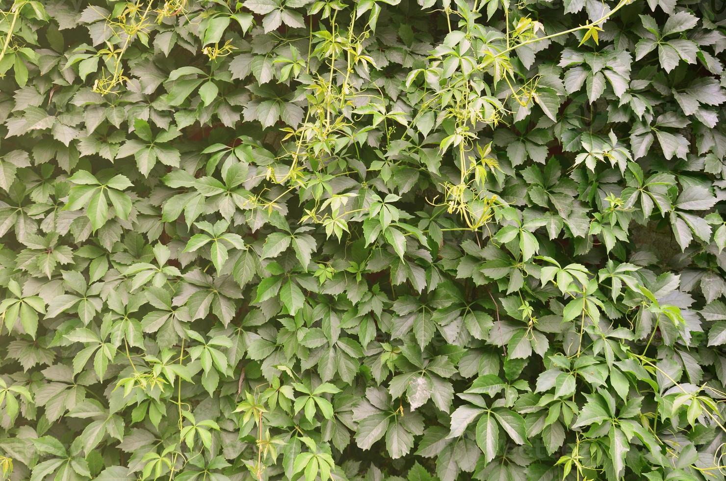 The texture of a lot of flowering green vines from wild ivy that cover a concrete wall photo