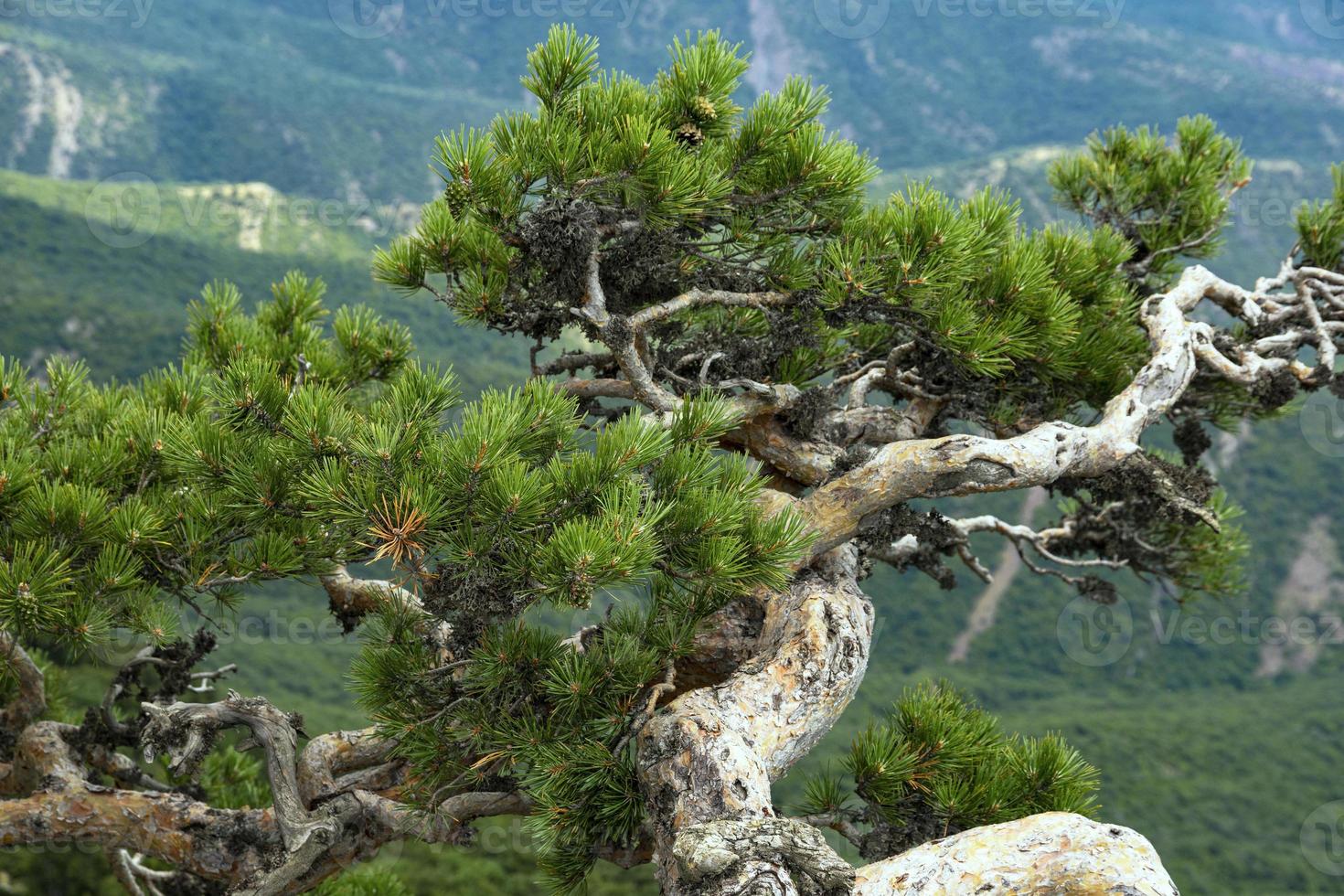 paisaje de montaña, árbol, pino de montaña torcido que crece en un acantilado. el concepto de resiliencia y supervivencia. foto