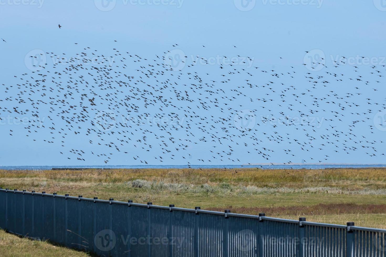 a large flock of birds photo