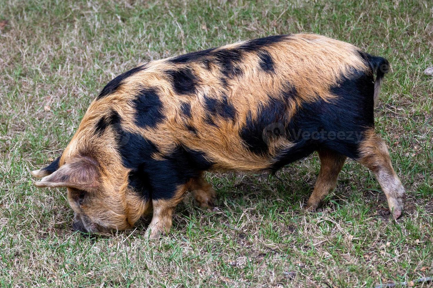little pig in the mud photo