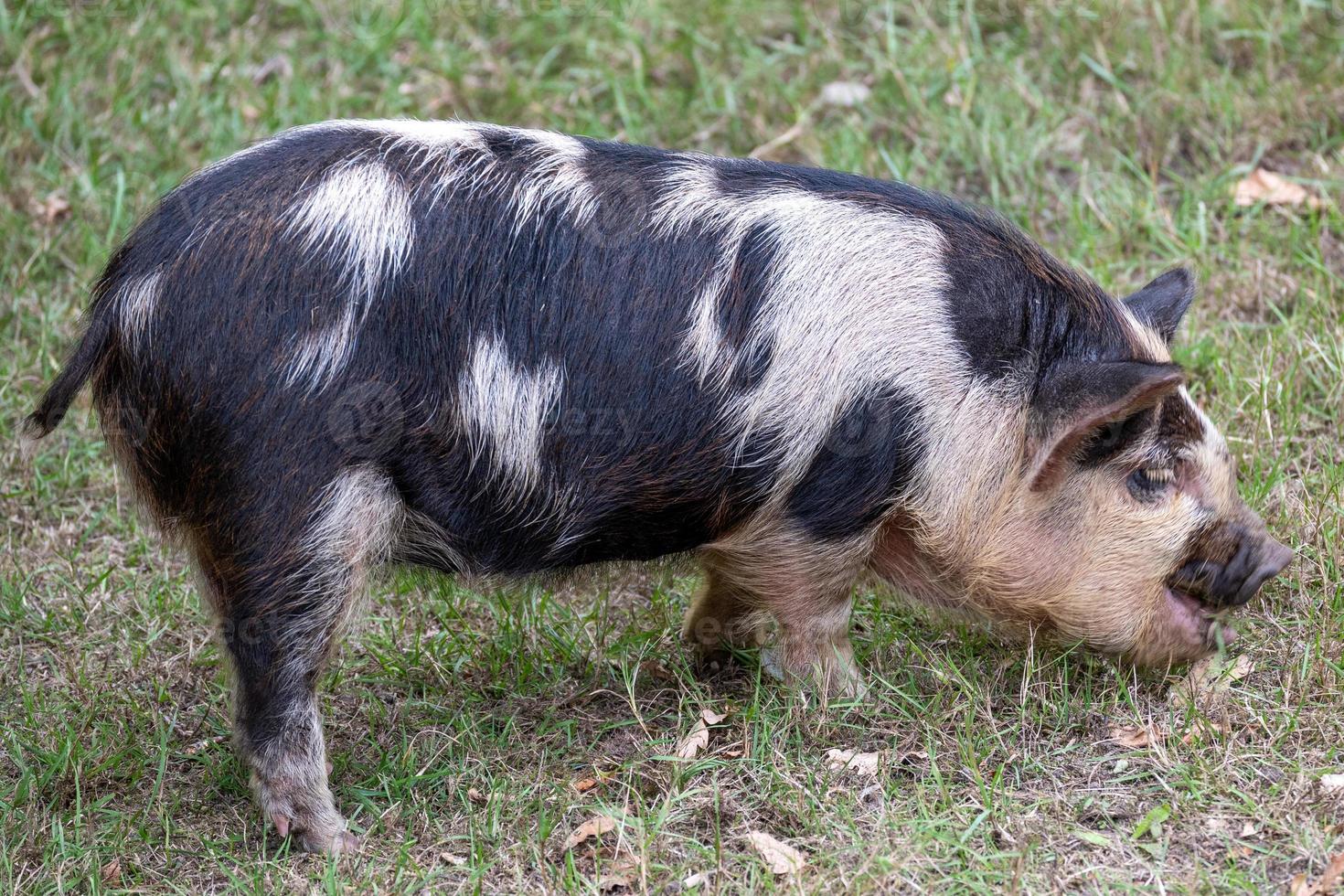 little pig in the mud photo
