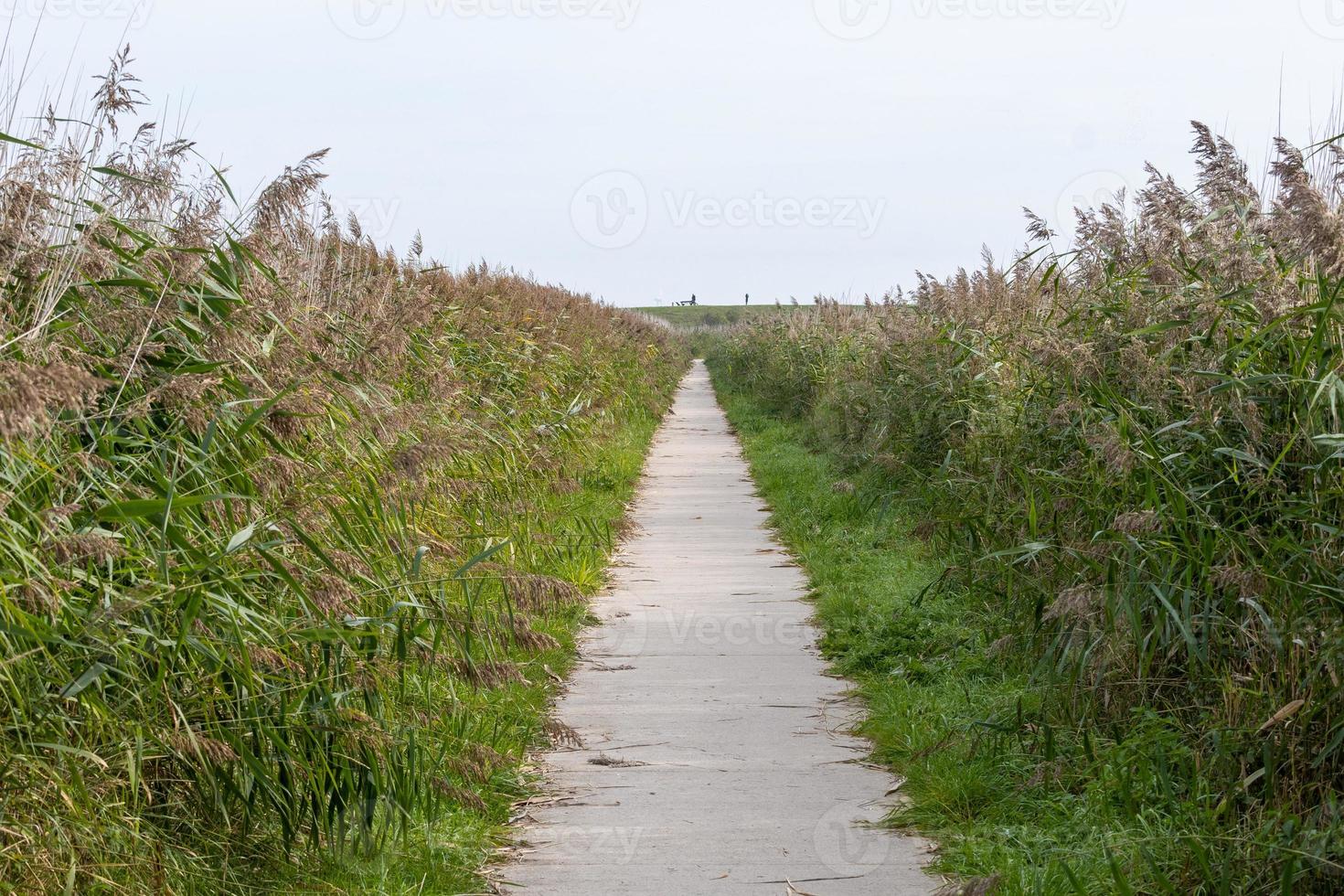 path to the beach in summer photo