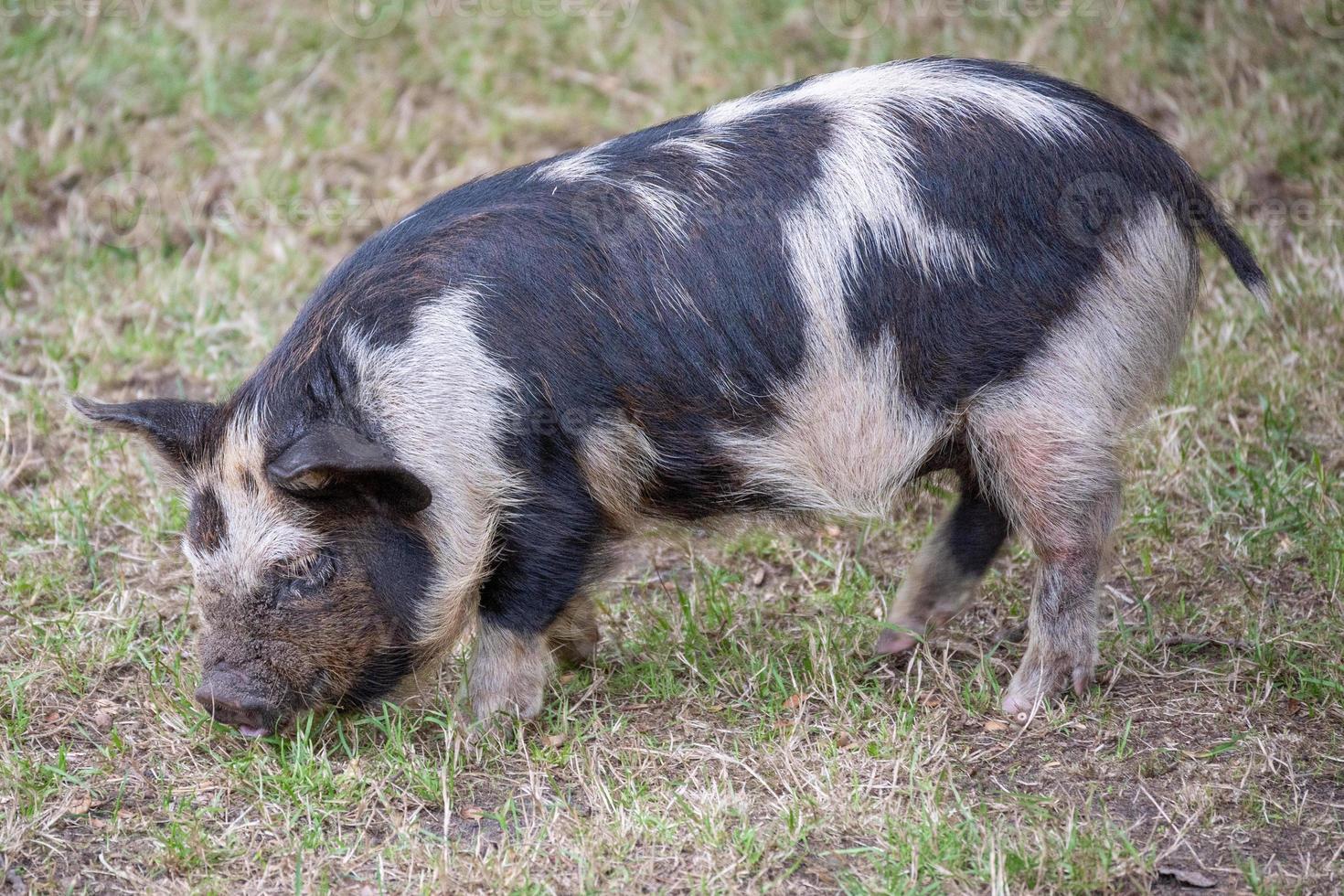 cerdito en el barro foto