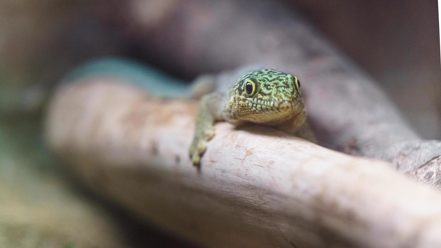 gecko del día de pie foto