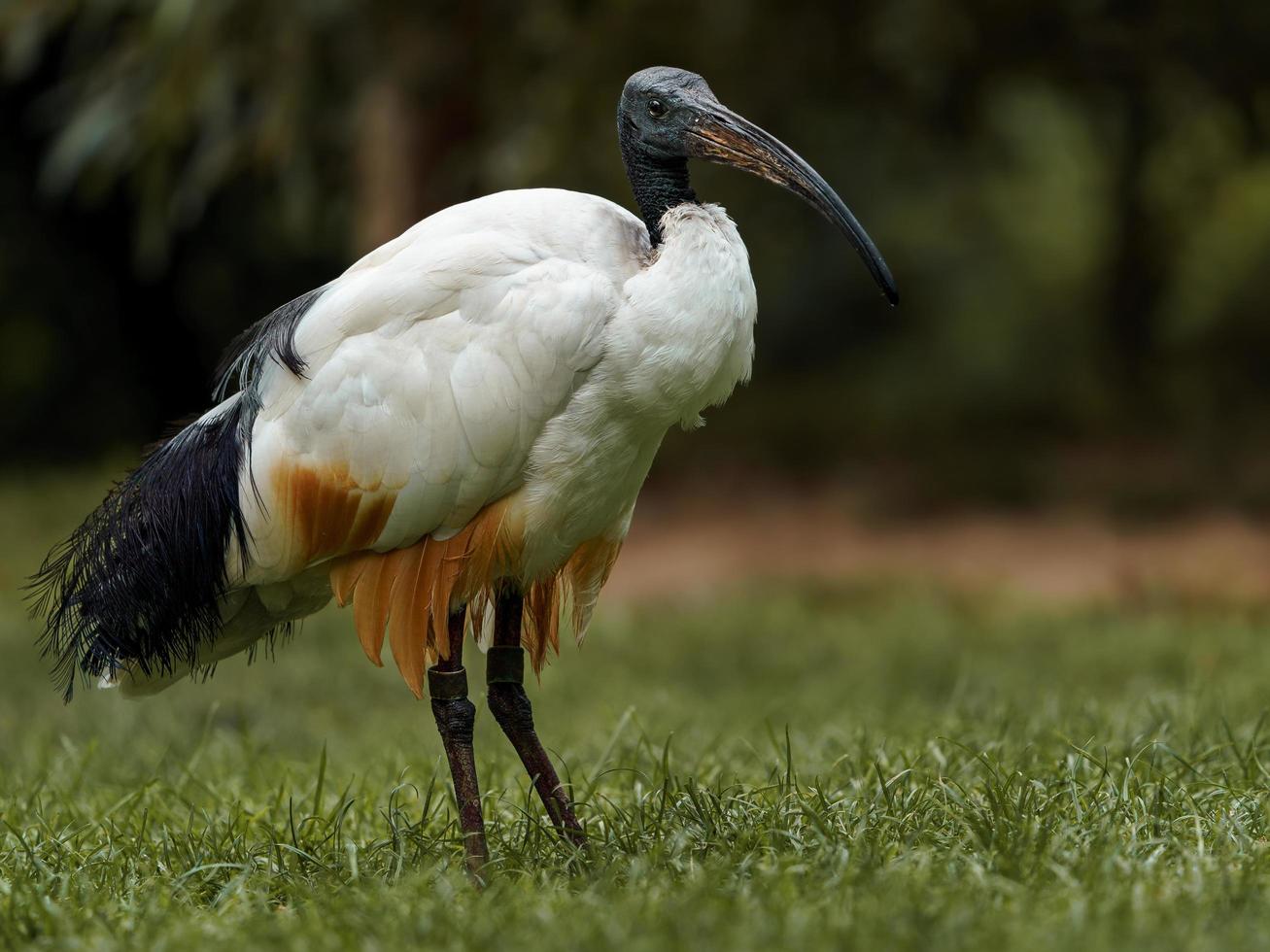 Sacred Ibis in grass photo