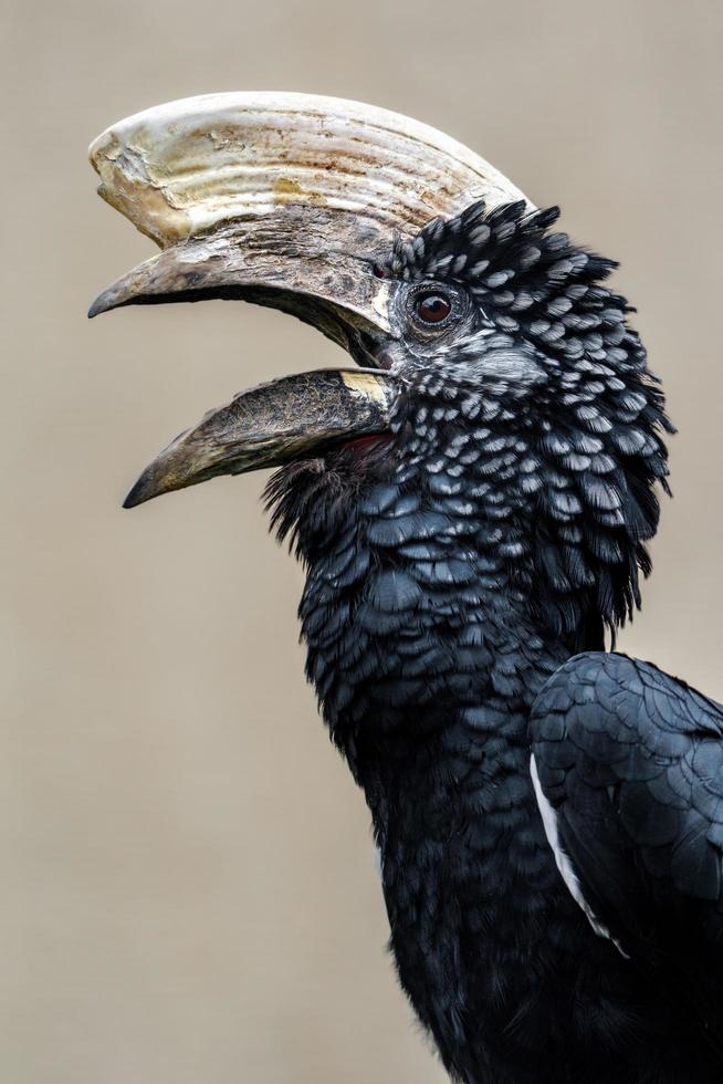 Silvery cheeked hornbill photo