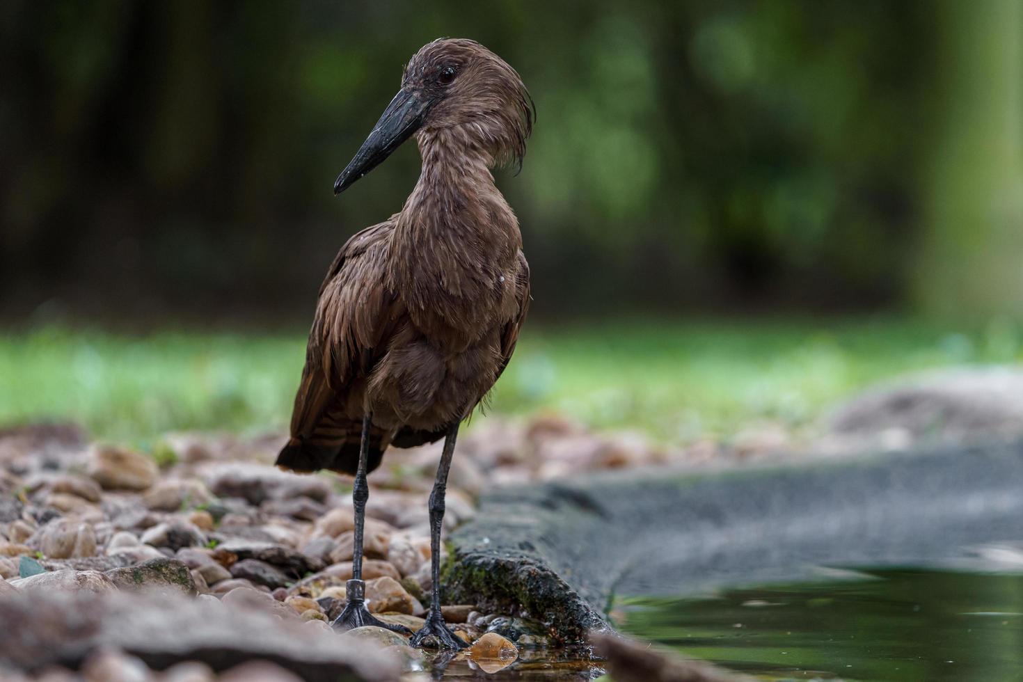 Hamerkop in grass photo