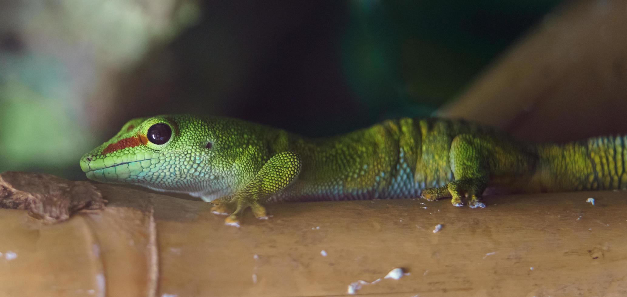 Madagascar giant day gecko photo