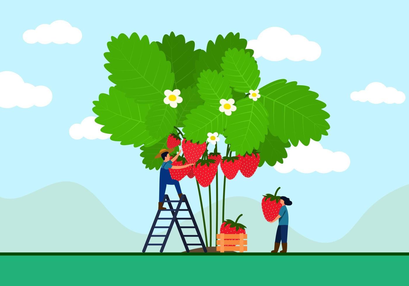 granjero está subiendo una escalera recogiendo fresas de un árbol. las agricultoras ayudan a llevar fresas grandes en una canasta. es un paisaje en el jardín con un fondo de montaña. vector