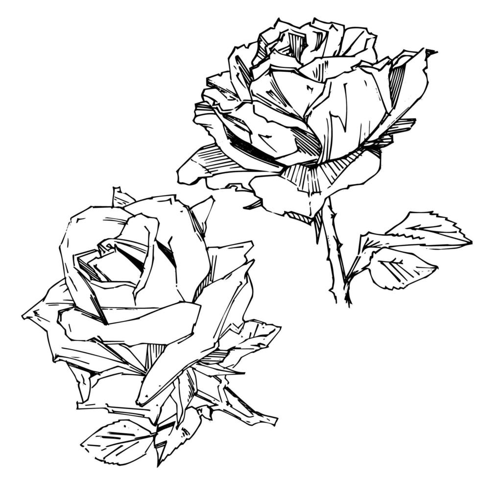 PrintHand drawn rose. Vector illustration. Vintage tattoo style rose. Flower motif sketch for design. Ink illustration isolated.