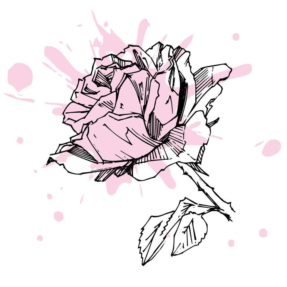 PrintHand drawn rose. Vector illustration. Vintage tattoo style rose. Flower motif sketch for design. Ink illustration isolated.