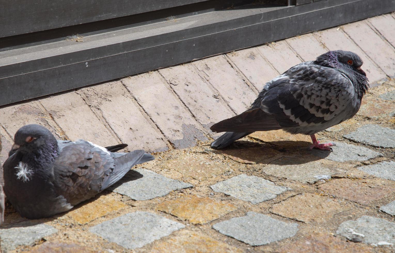 un par de palomas durmiendo en un pavimento de ladrillo. foto