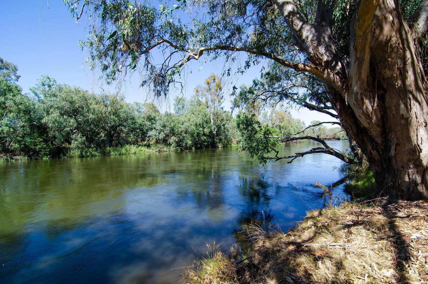 Green forest alongside the Murray River in Australia. photo