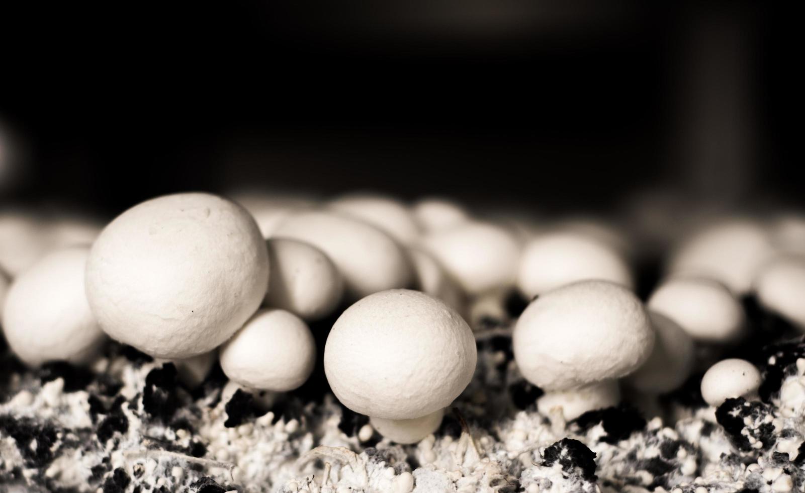 Selective focus of White button mushroom Agaricus bisporus photo
