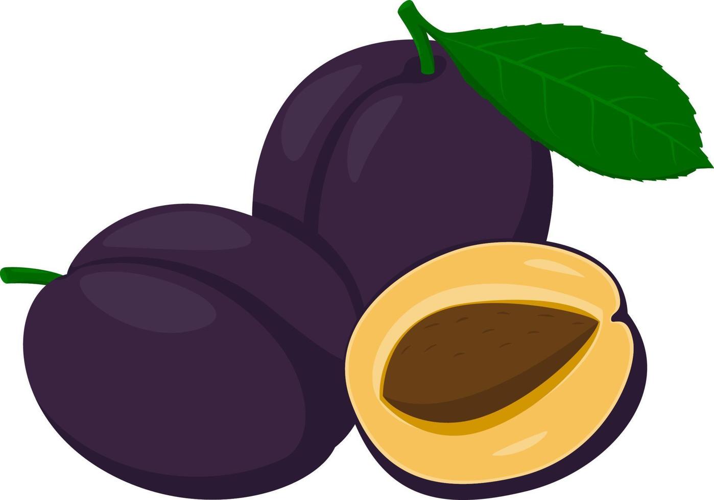 Fresh plum. Whole plum fruits and an plum cut in half. Cartoon style. vector illustration isolated on a white background