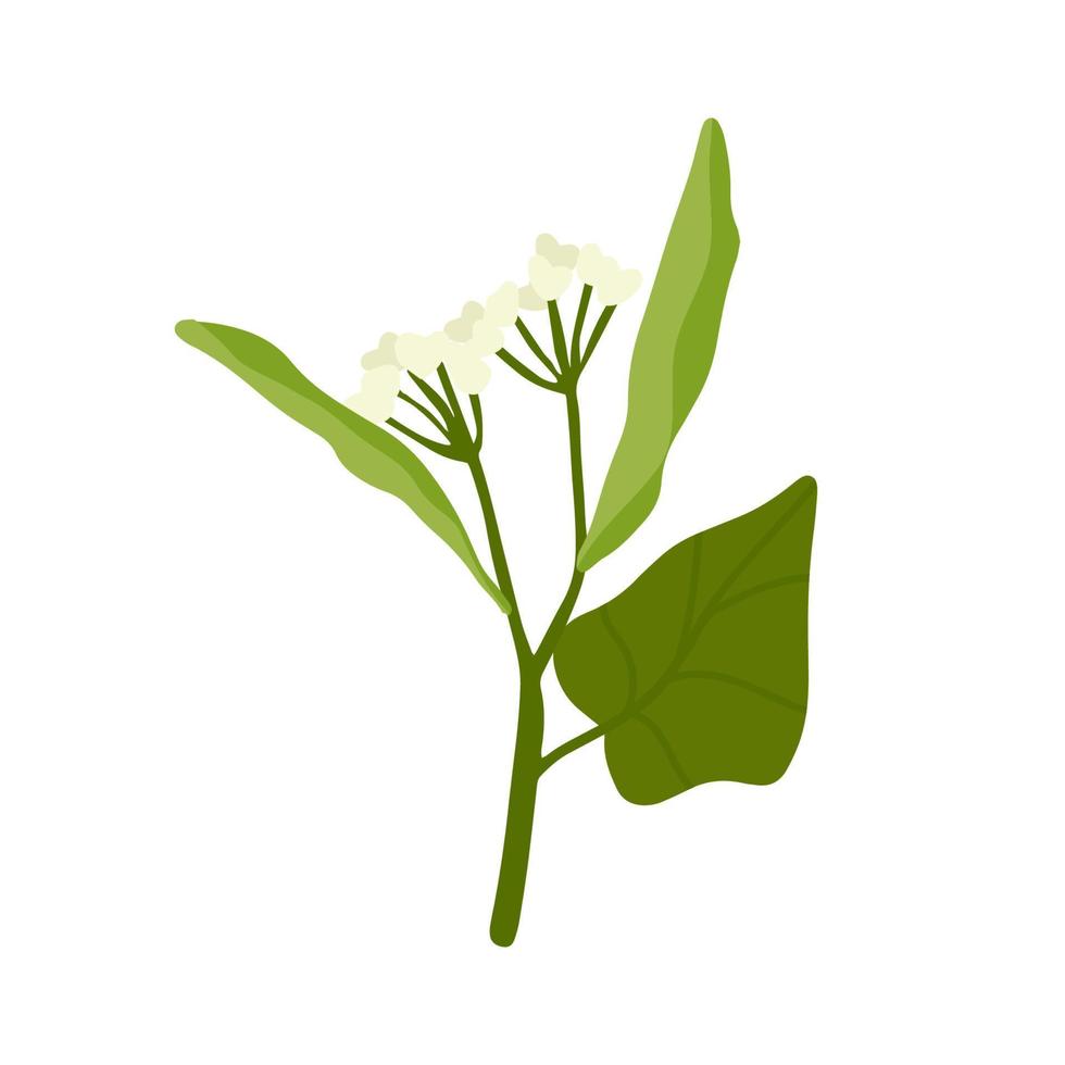 ilustración vectorial dibujada a mano de flores de tilo, fuente de deliciosa miel y un fragante ingrediente de té de hierbas, sobre fondo transparente. vector