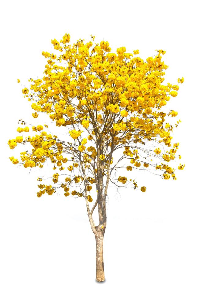 Yellow tabebuia flower on white background photo