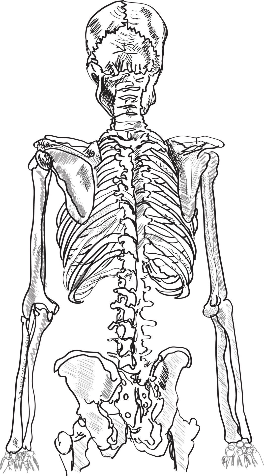 Top 82+ human skeleton sketch - seven.edu.vn