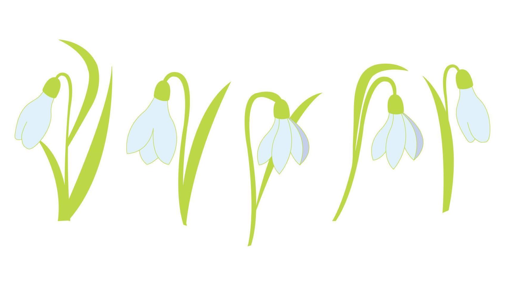 Set of snowdrop flowers in cartoon style. Vector illustration isolated on white background. Designed for the design of wedding and greeting cards.