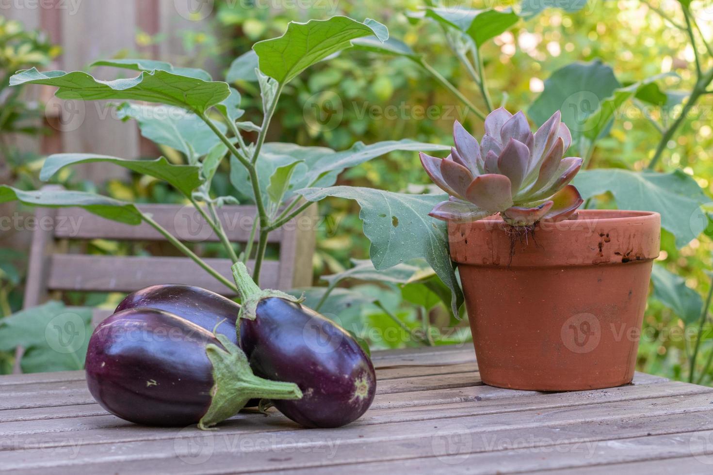 Three harvested aubergines on a table on a sunny day in summer. photo