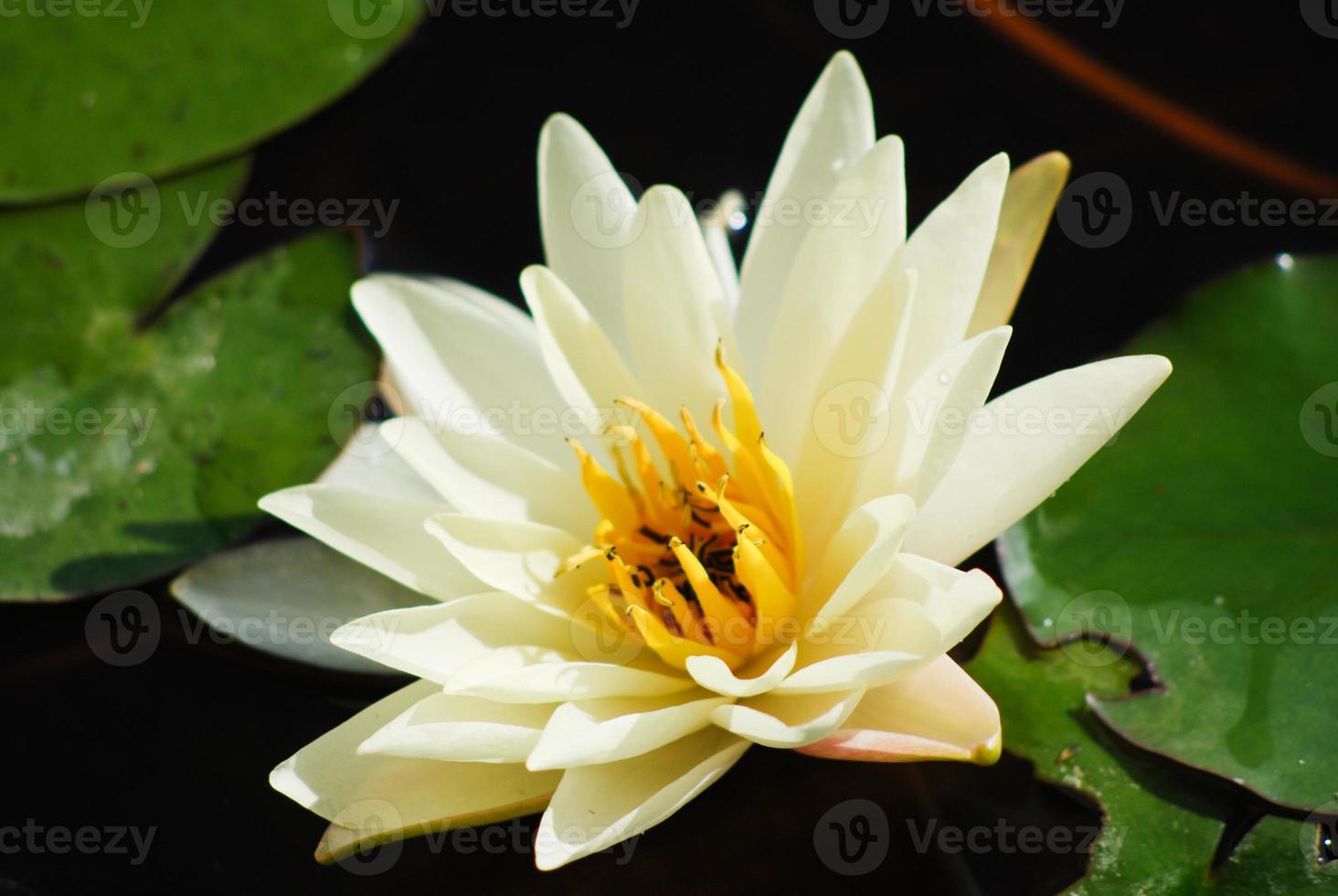 water lily in a natural lake photo