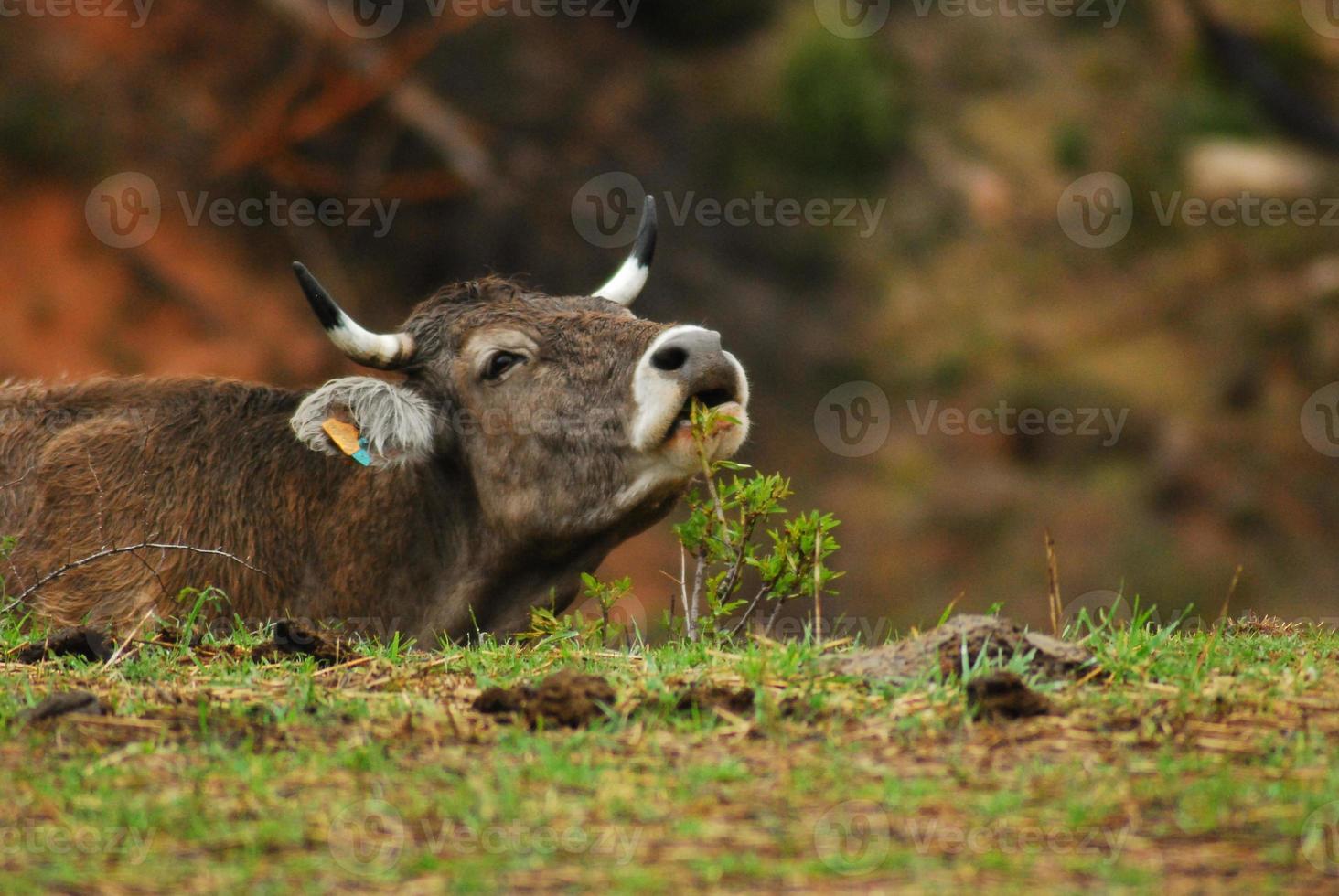 cow calling her mates photo