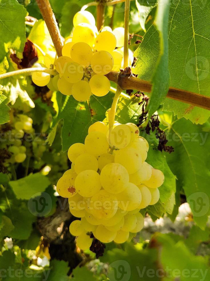 ripe grapes on their plant photo