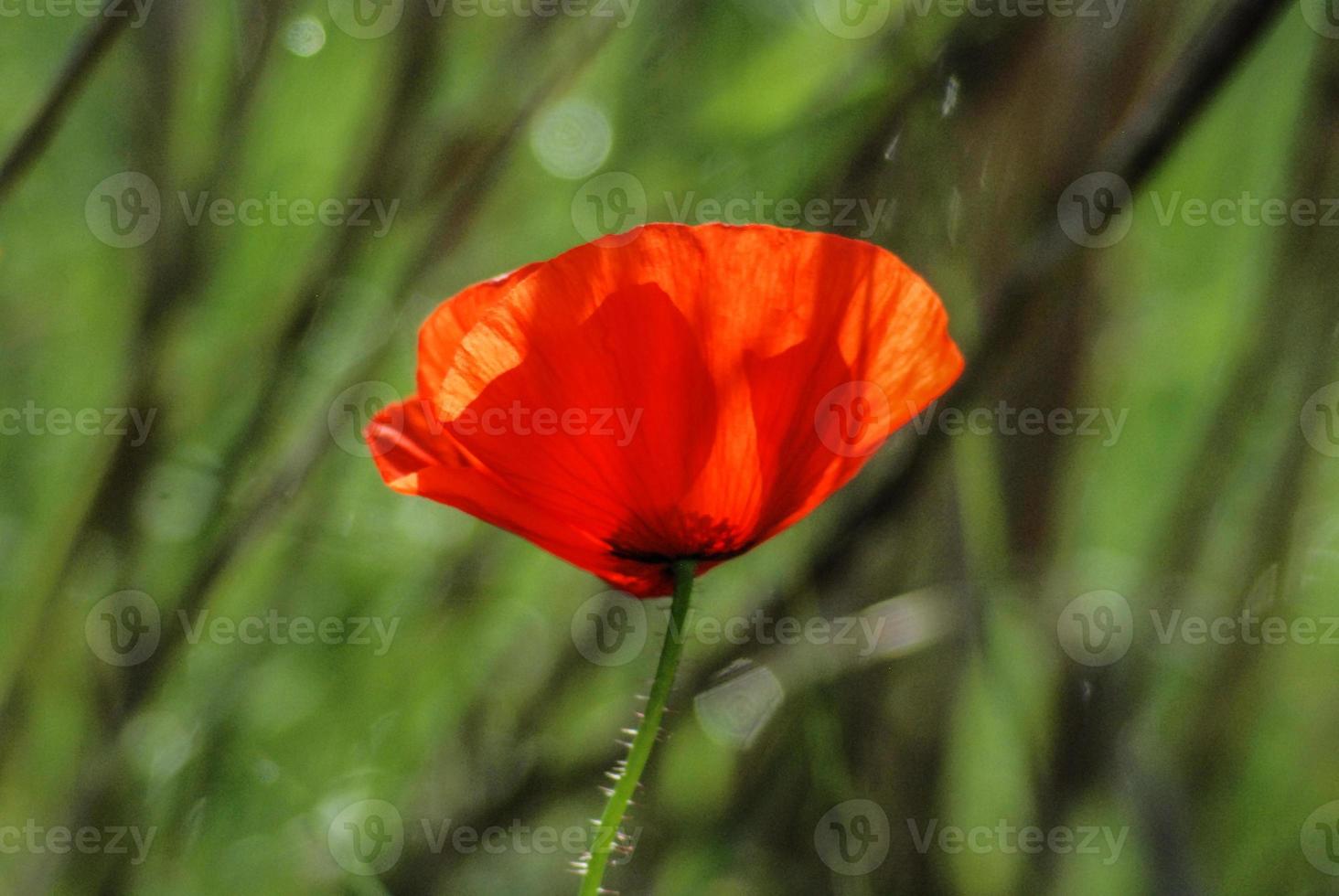 poppy flower in spring photo