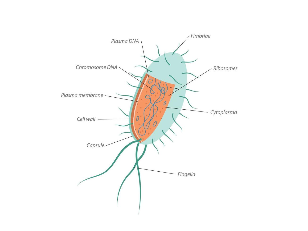 Archaebacteria inner and outer anatomical bacteria structure explanation diagram vector