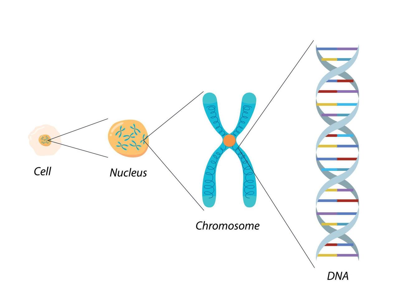 estructura de la célula, el cromosoma y el adn. Biología Molecular vector