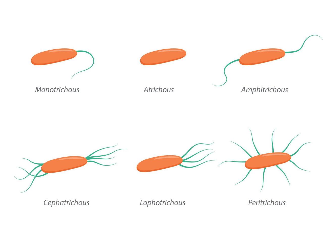 Arrangement of bacterial flagella. Various forms of flagellation with corresponding designations vector